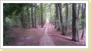 Strandaufgang durch den Dünenwald Strandaufgang durch den Dünenwald