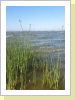Saaler Bodden Saaler Bodden