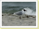 Möwe am Strand Möwe am Strand