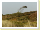 Windflüchter am Weststrand Windflüchter am Weststrand