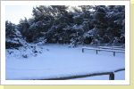 Strandaufgang Dünenwald in Prerow Strandaufgang Dünenwald in Prerow
